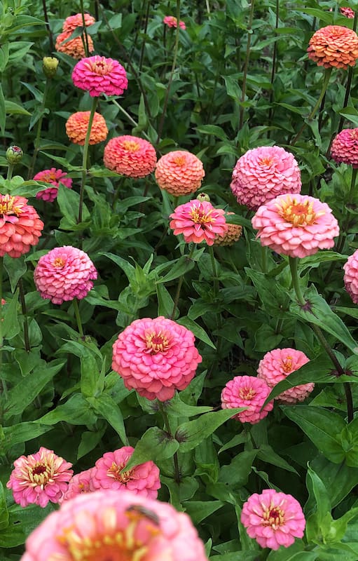 5 flores muy fáciles de cultivar para llenar de color el verano