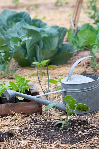Jardinería en verano: cuáles son los cuidados básicos que las plantas necesitan en esta época
