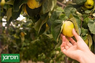 Es la fruta de la temporada y te contamos cómo aprovecharla en la cocina