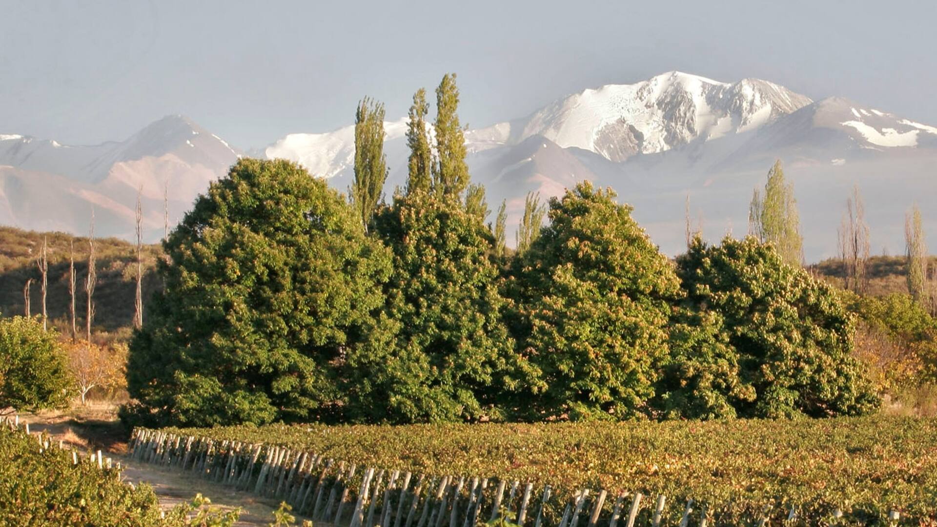 La historia detrás del mejor malbec del mundo