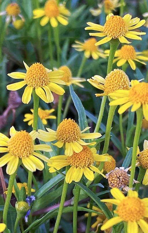 5 flores silvestres increíbles que cuidan la salud de tu jardín