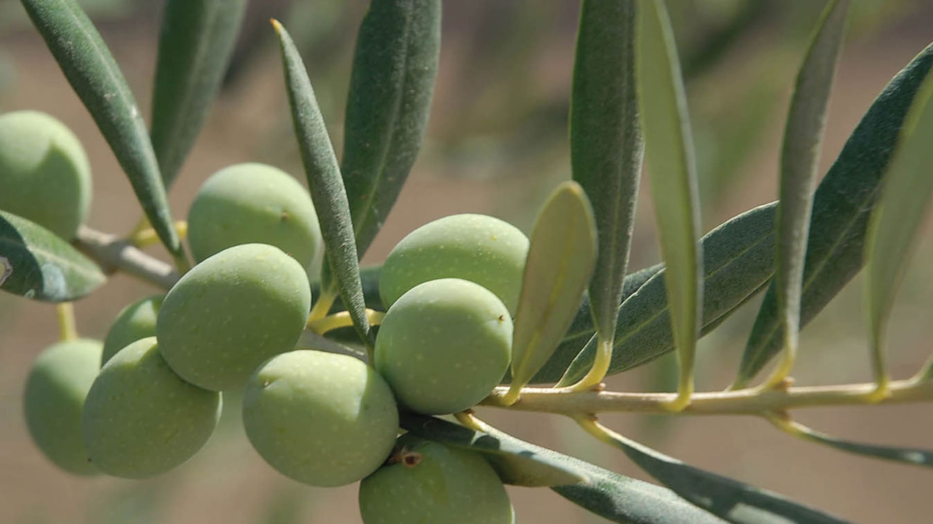 Aceites vegetales, de dónde provienen y cuáles son sus múltiples beneficios nutritivos