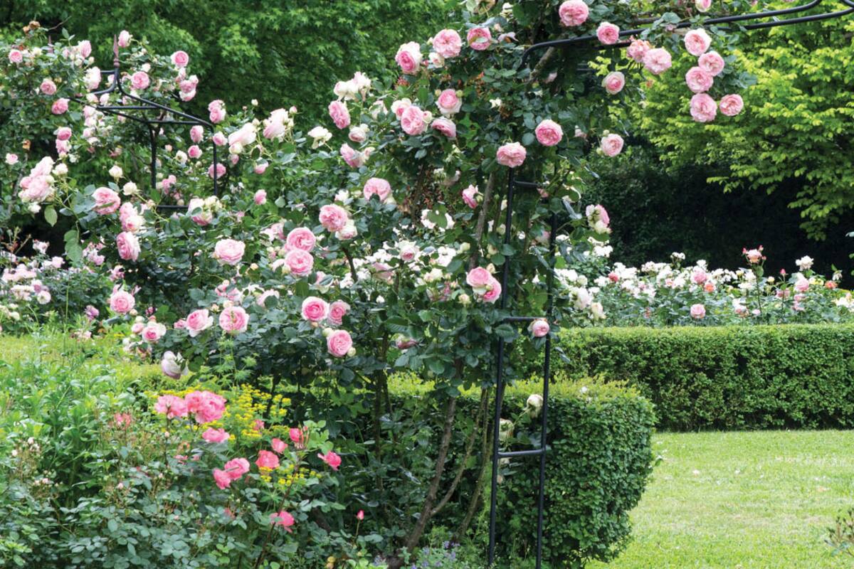 Inspirada en las novelas victorianas, diseñó su propio edén de rosas antiguas