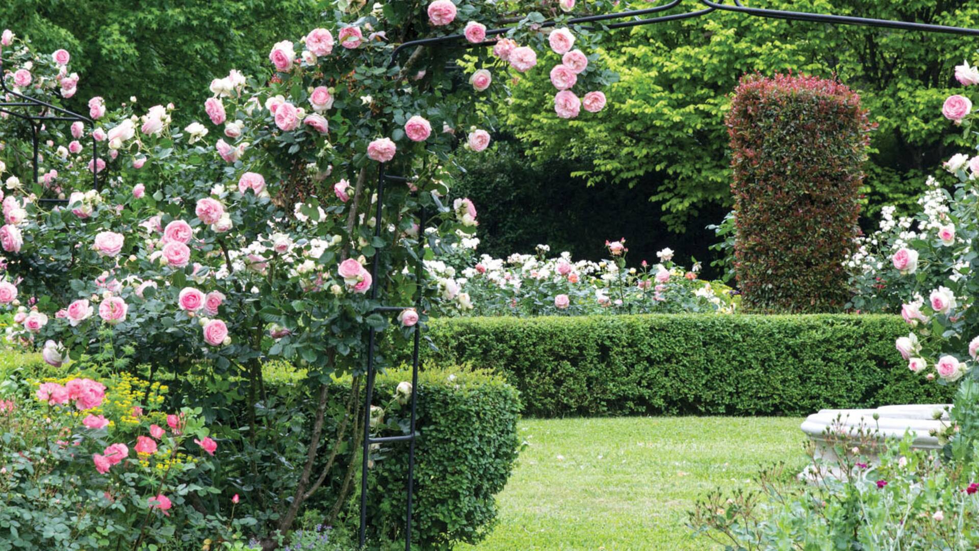 Inspirada en las novelas victorianas, diseñó su propio edén de rosas antiguas