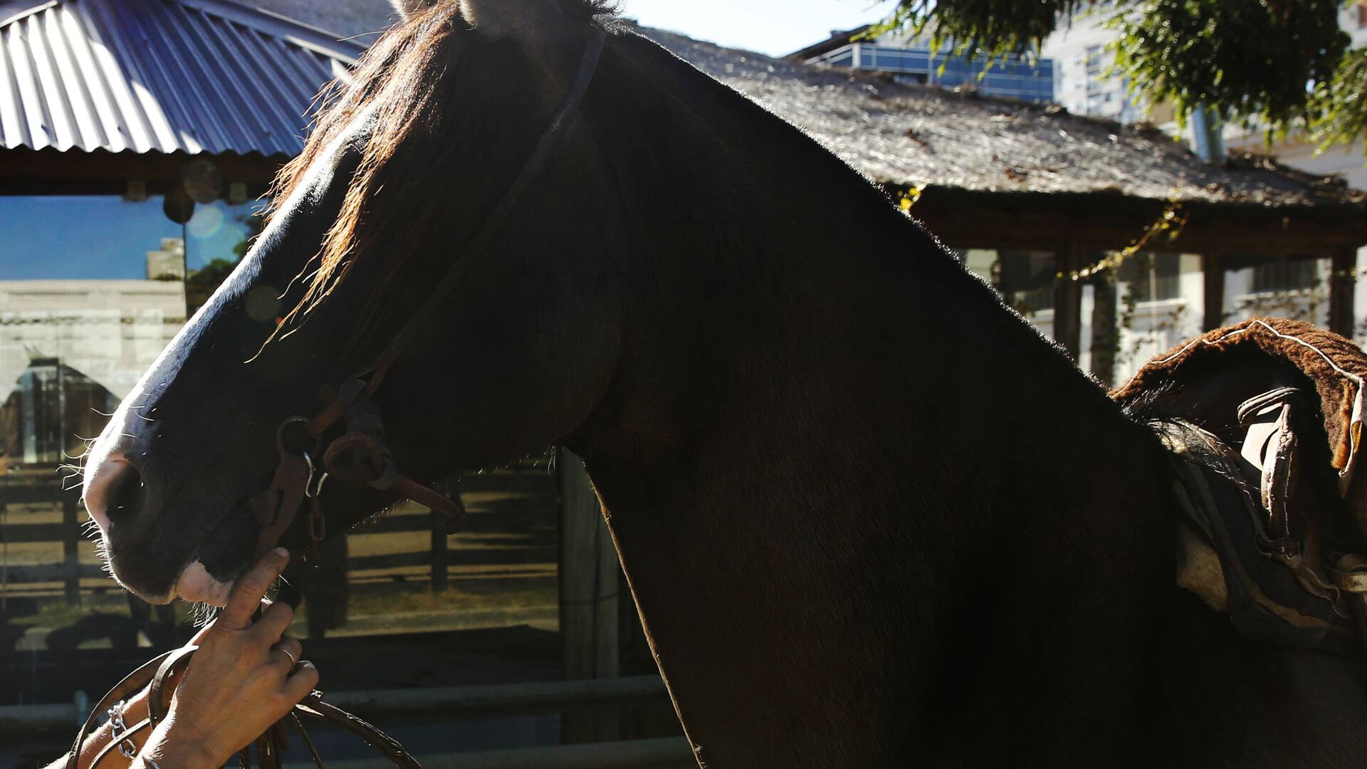"Los caballos me salvaron la vida": la jineta con cáncer que monta para curarse
