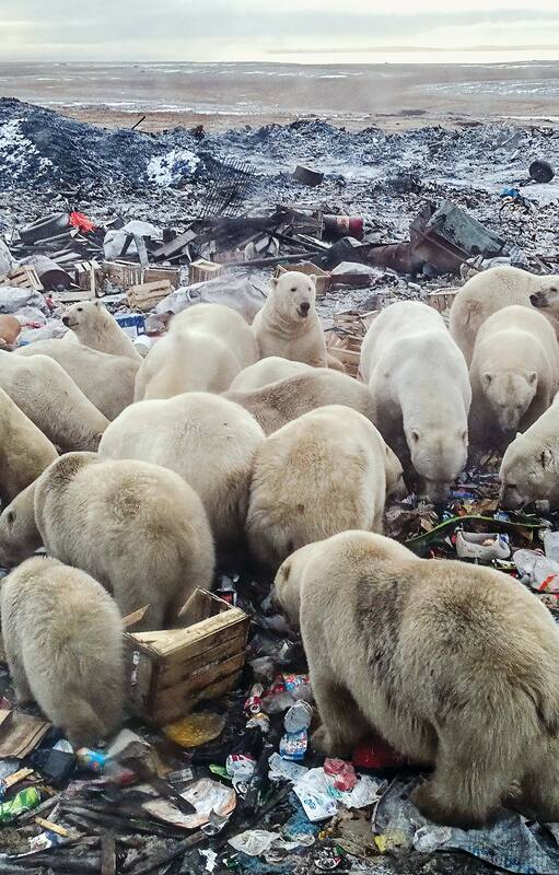 Como consecuencia del derretimiento de los glaciares, un grupo de osos polares debieron buscar alimentos en un basurero cerca de la aldea de Belushya Guba, Rusia