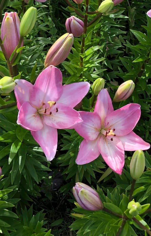 Son plantas que sorprenden y nos regalan su magia: animate a probarlas