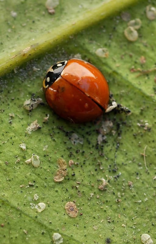 ¿Por qué los insectos nos necesitan ?