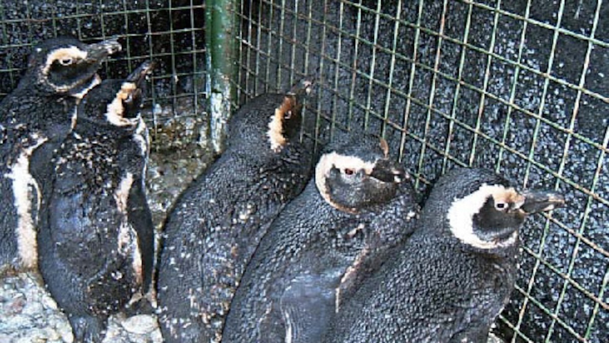 Cude Murieron más de 300 pingüinos - LA NACION
