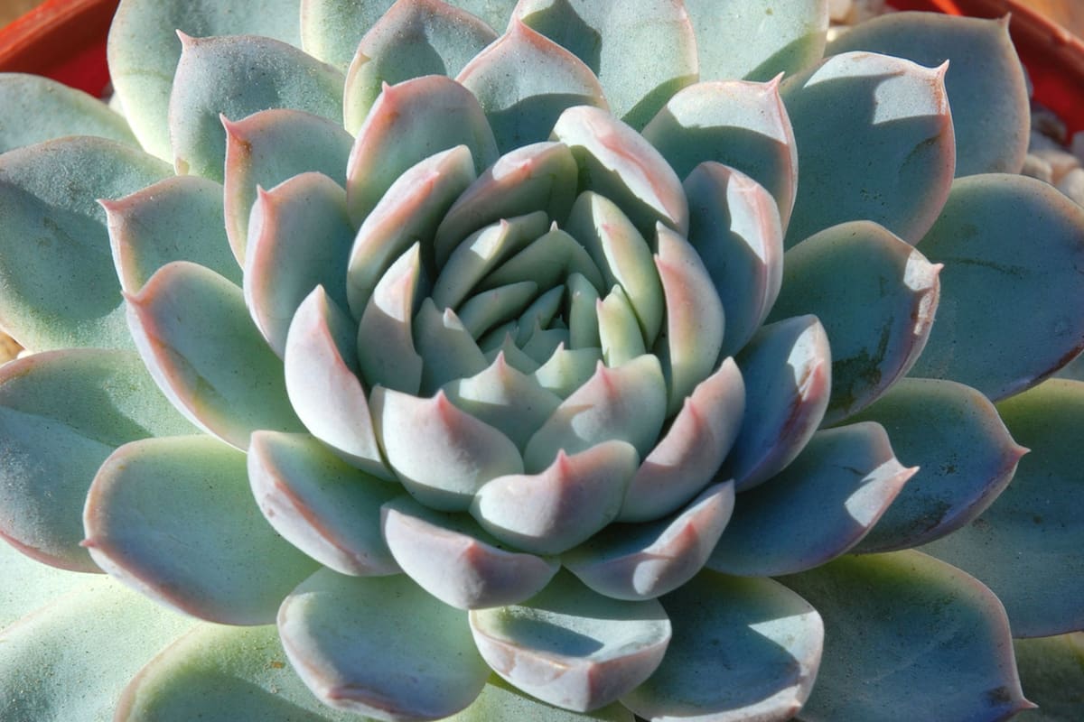 Echeveria secunda, una de las perlitas de este fascinante género de plantas suculentas.