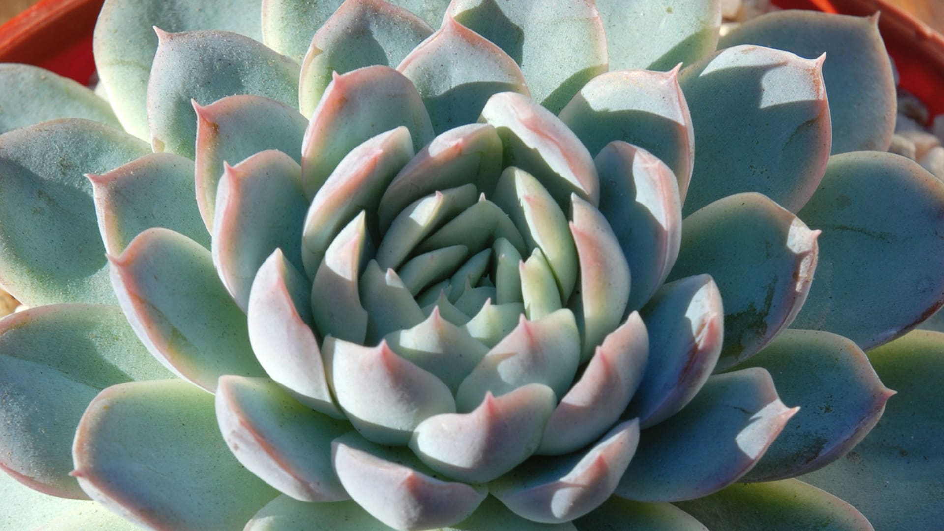 Echeveria secunda, una de las perlitas de este fascinante género de plantas suculentas.