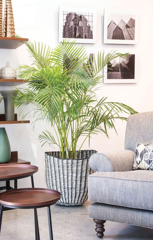 Seis ideas para darles onda a tus plantas de interior