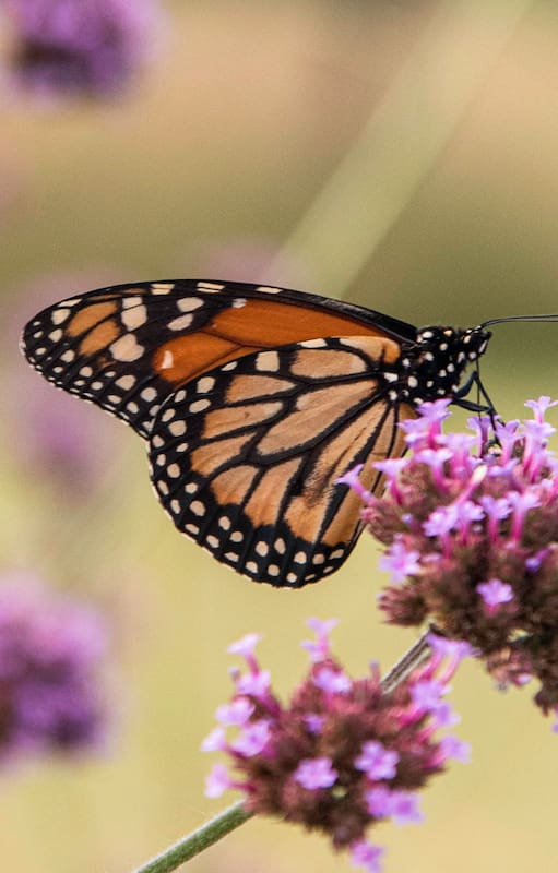 Estas plantas tienen la fórmula para llenar tu jardín de mariposas