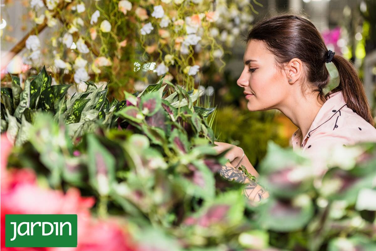 Las 15 plantas que recomiendan los especialistas si estas buscando una joyita para tu casa
