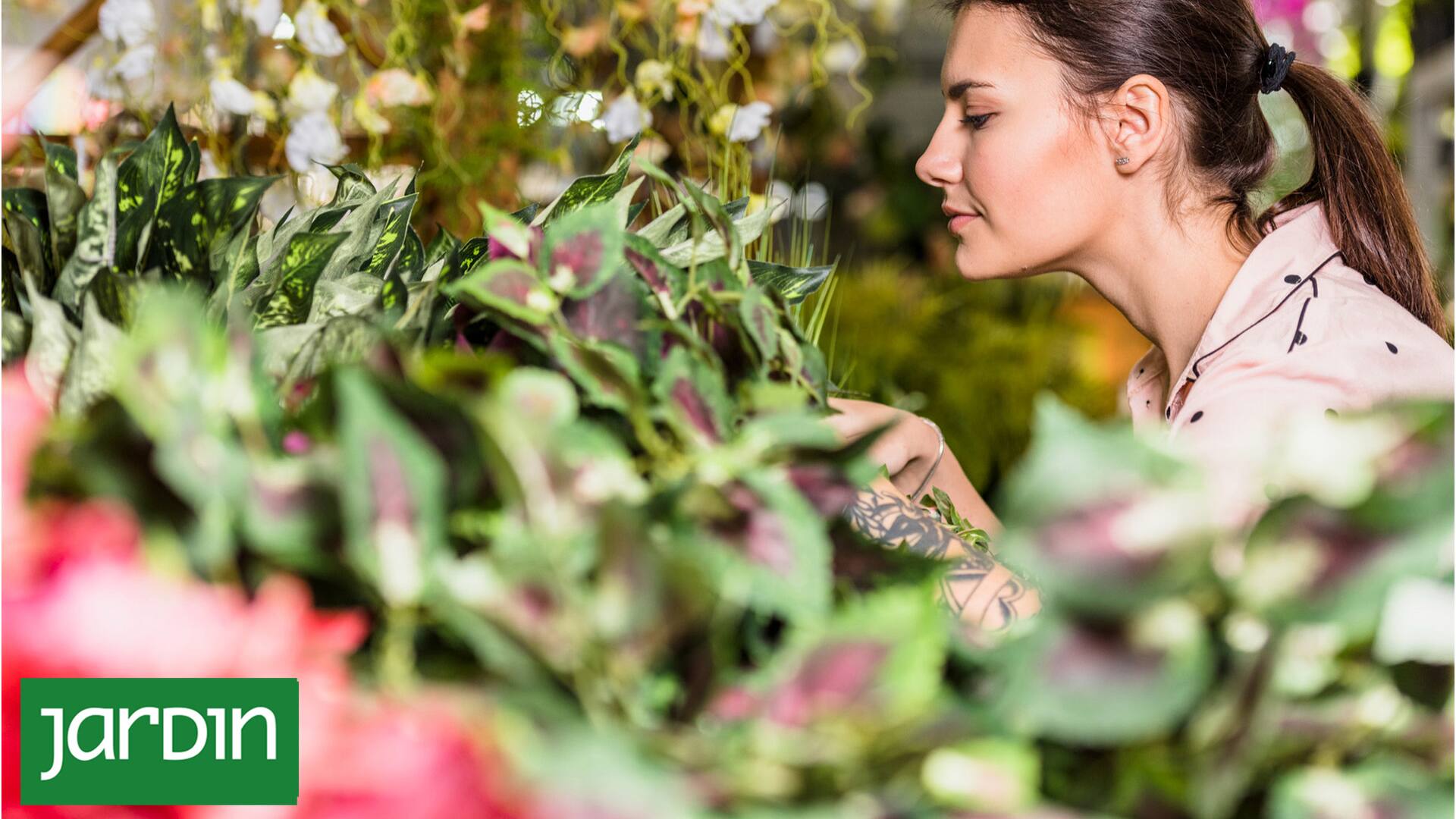 Las 15 plantas que recomiendan los especialistas si estas buscando una joyita para tu casa