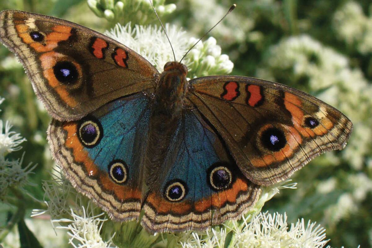 Paseos: un jardín de mariposas a cielo abierto en pleno corazón de la Ciudad
