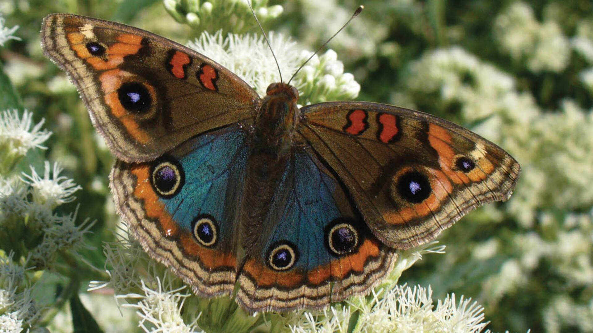 Paseos: un jardín de mariposas a cielo abierto en pleno corazón de la Ciudad