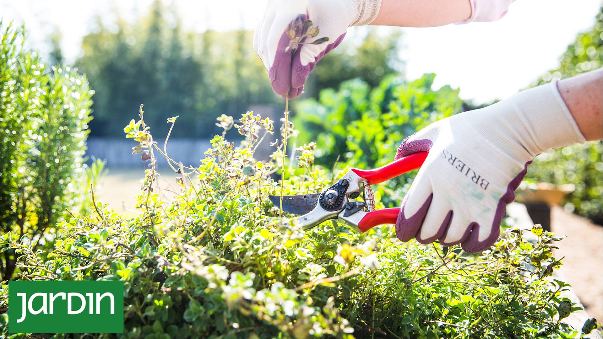 El secreto muy simple para que las aromáticas crezcan más y sean más ricas