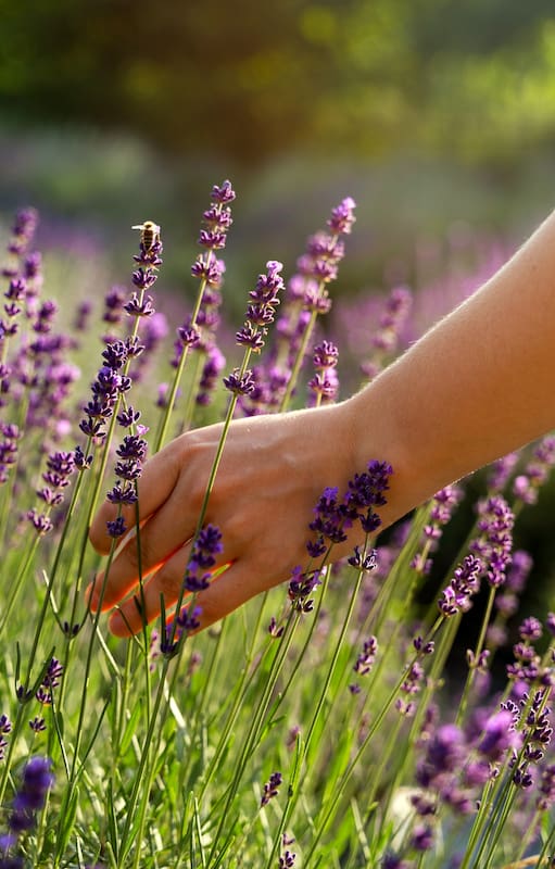 5 consejos infalibles para lograr el jardín perfumado que siempre soñaste
