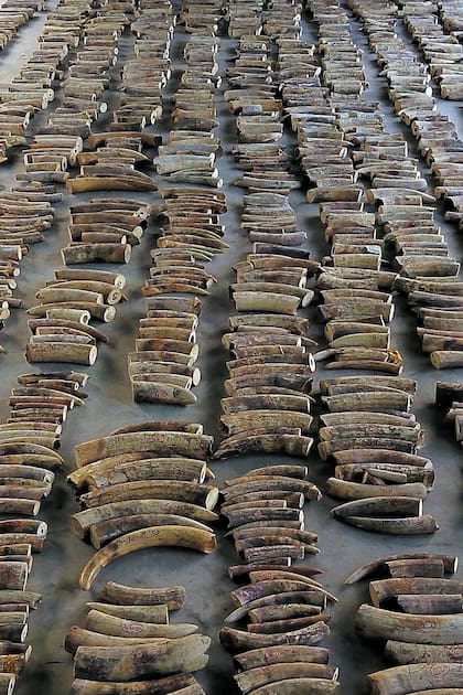 Singapur: incautan 8.800 kilos de marfil valuados en millones de euros