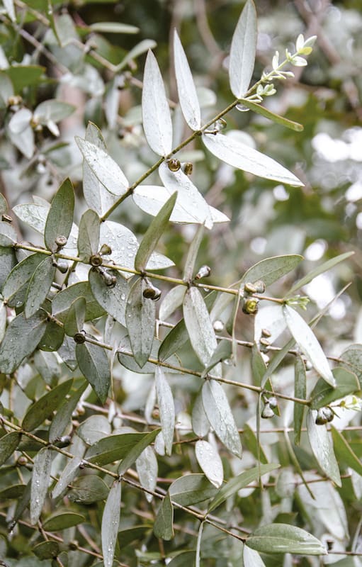 Plantas grises: diez especies que resisten el pleno sol