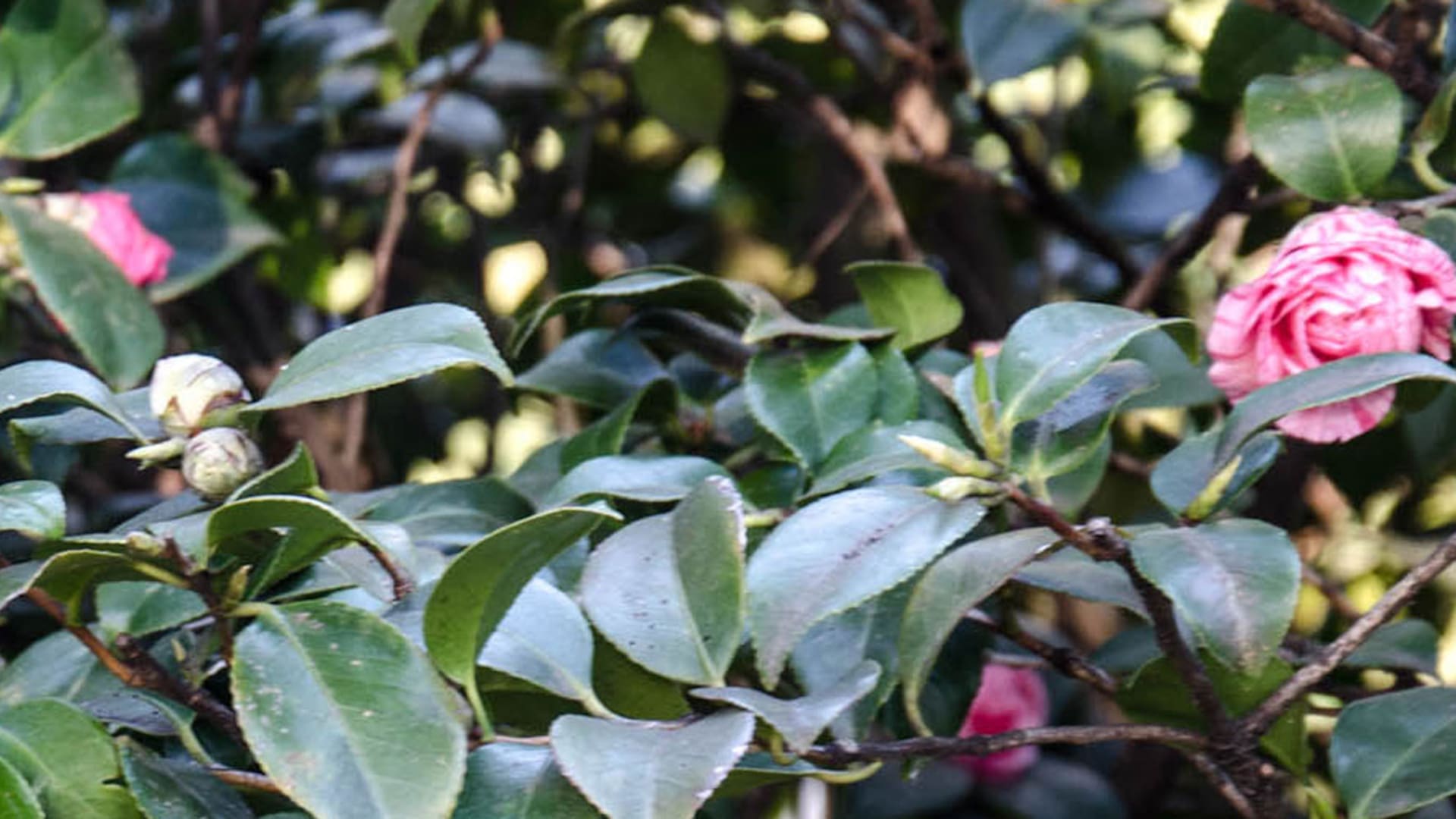 Época de camelias: cultivo y cuidados de una belleza longeva que está en su temporada de esplendor