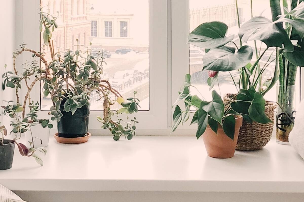 Diez soluciones posibles para evitar que mueran tus plantas de interior