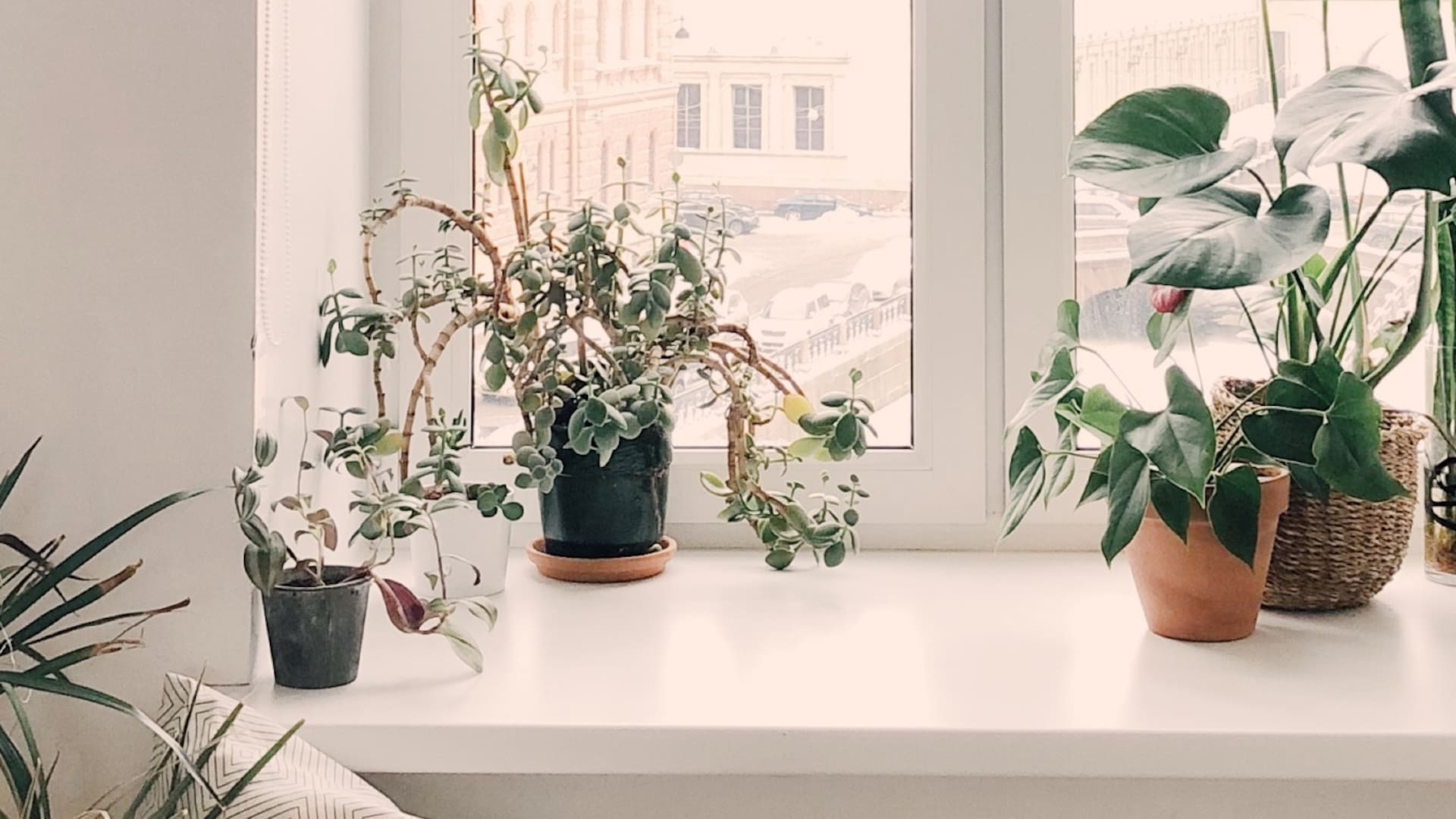 Diez soluciones posibles para evitar que mueran tus plantas de interior