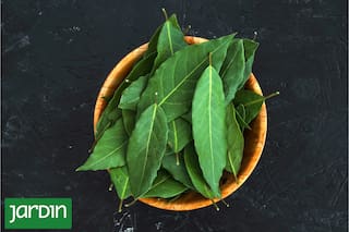Receta de las abuelas para hacer insecticida casero con hojas de laurel
