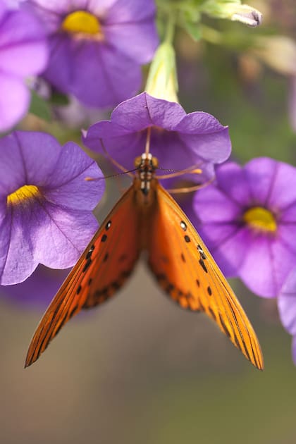 Cómo transformar tu jardín en un restaurante para mariposas  
