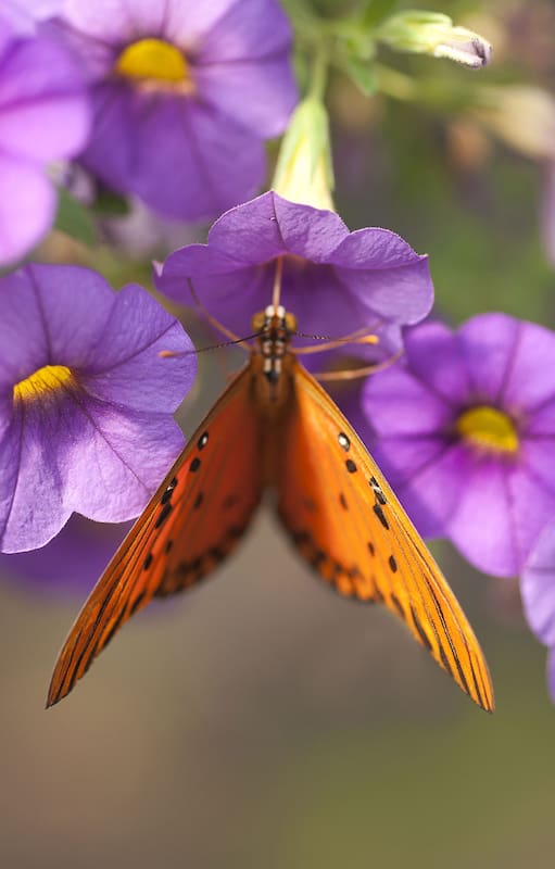 Cómo transformar tu jardín en un restaurante para mariposas