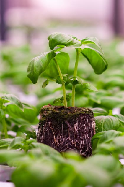 Fibra de coco: Pasó de ser un residuo común a una opción ecológica y saludable para tus plantas 
