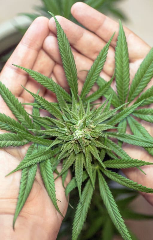 Cultivo casero de cannabis, secretos para una buena cosecha