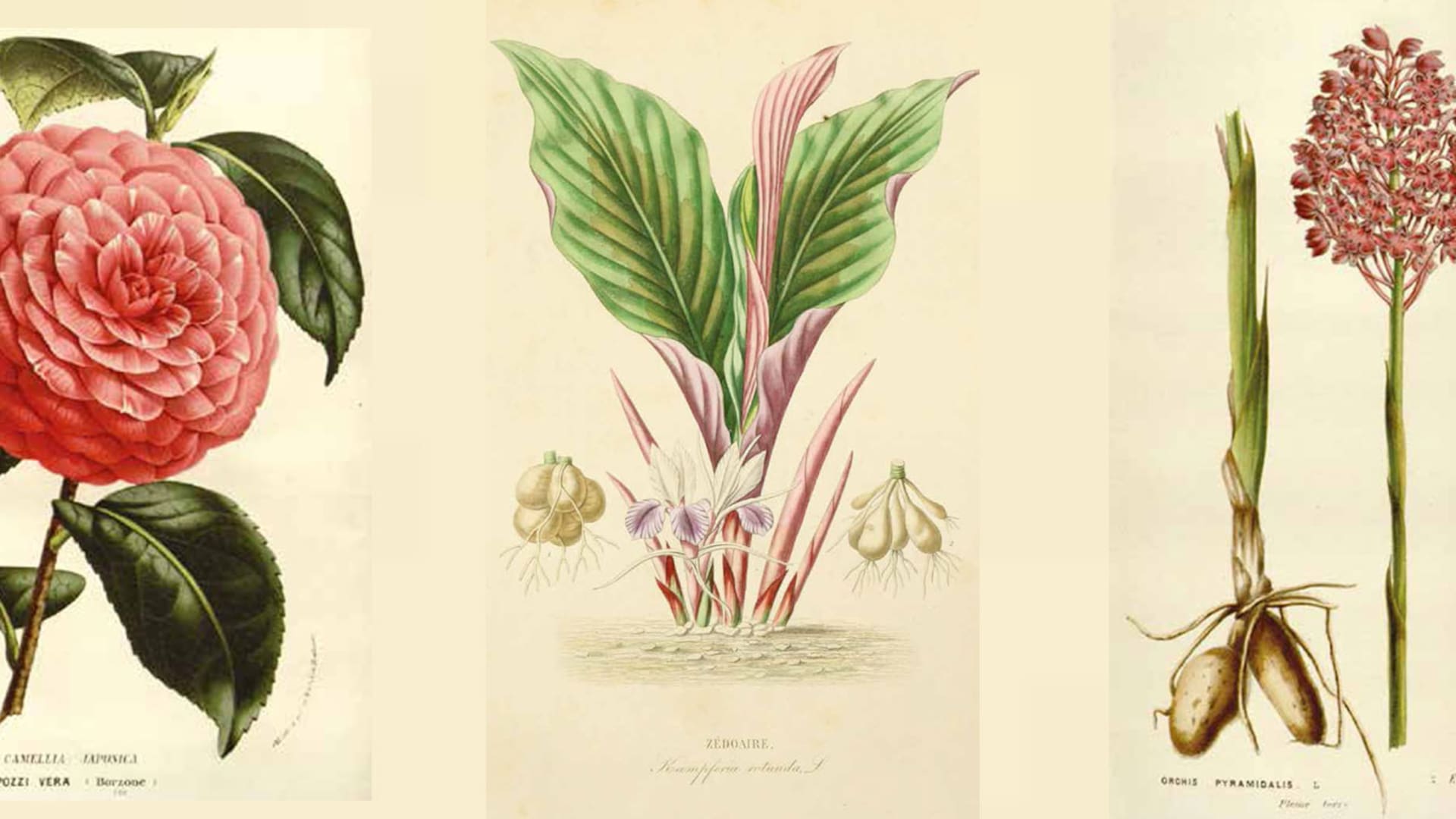 Botánica para principiantes: ¿de dónde vienen los nombres de las plantas?