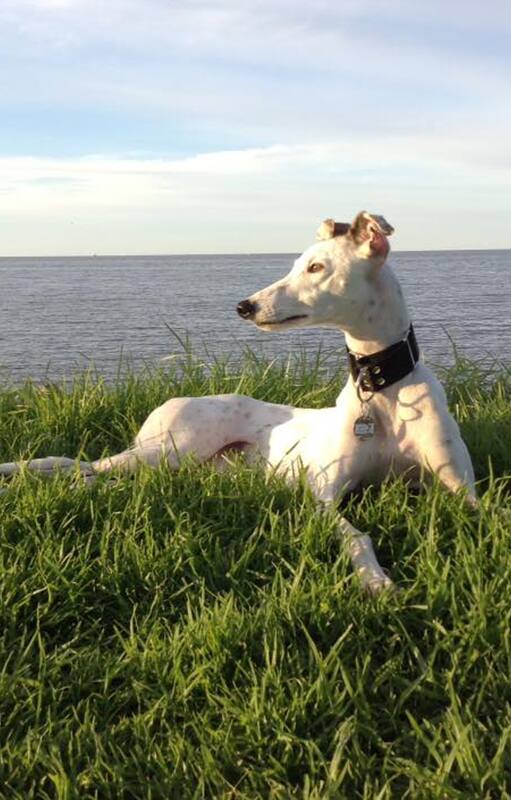 Galgo de carreras: a Charo la abandonaron en una autopista, tardó meses en volver a confiar