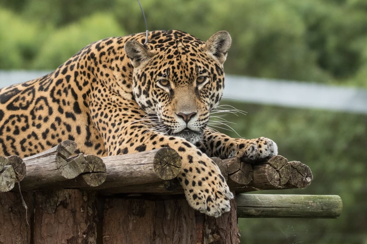 Yaguareté. Del zoológico al Impenetrable: la historia de Tania, la última esperanza para repoblar el Chaco