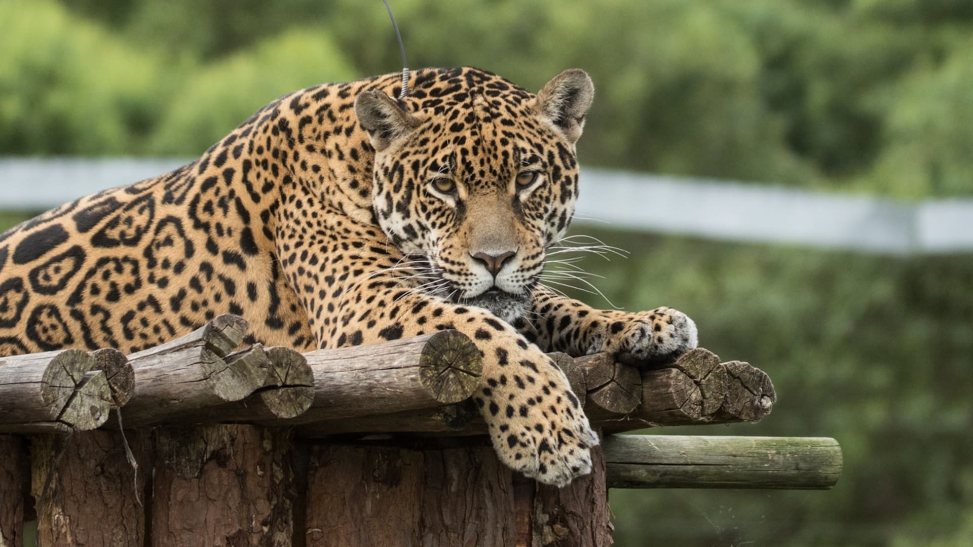 Yaguareté. Del zoológico al Impenetrable: la historia de Tania, la última esperanza para repoblar el Chaco