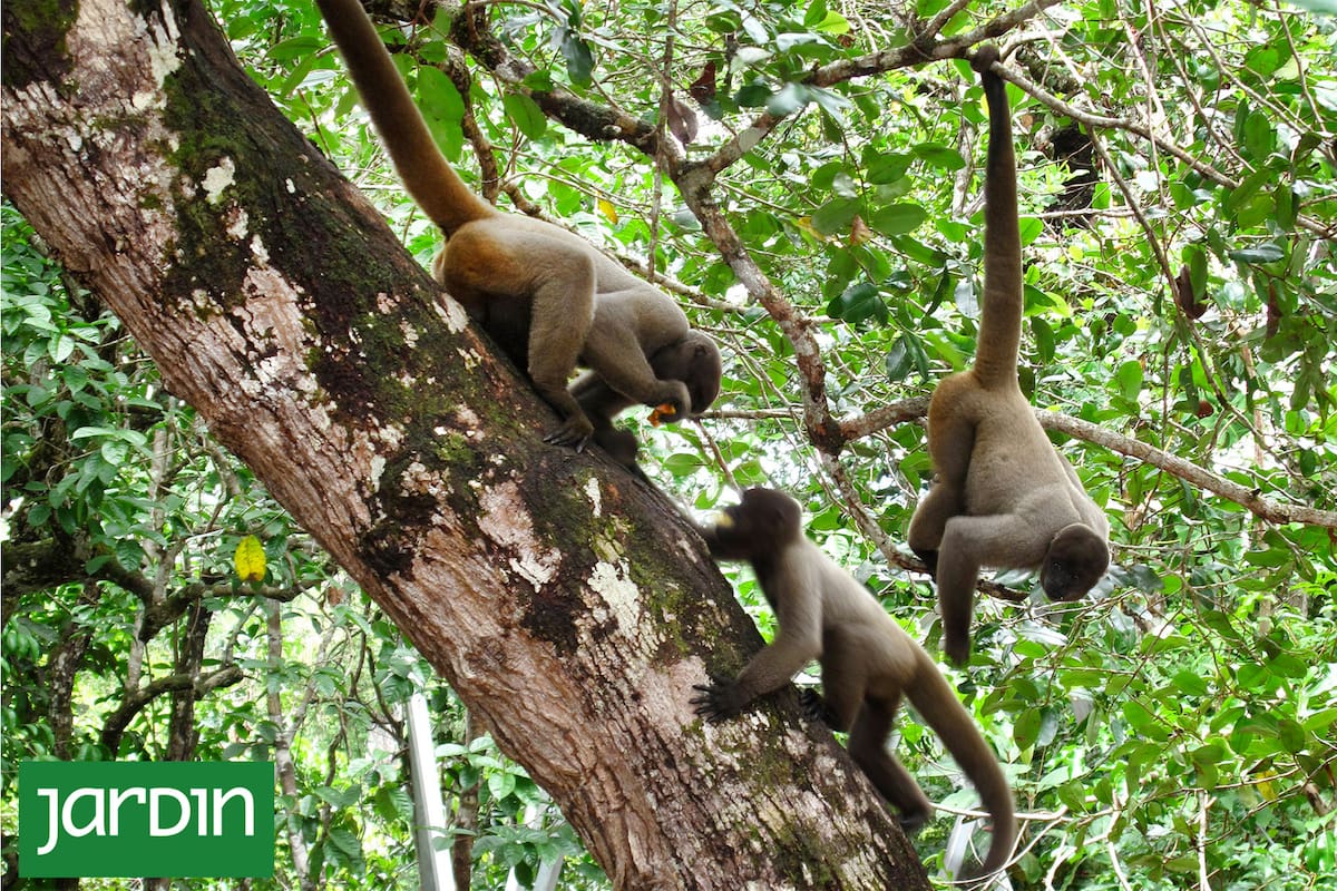 En el Amazonas: el árbol de más de 60 metros de altura que vive más de 60 años