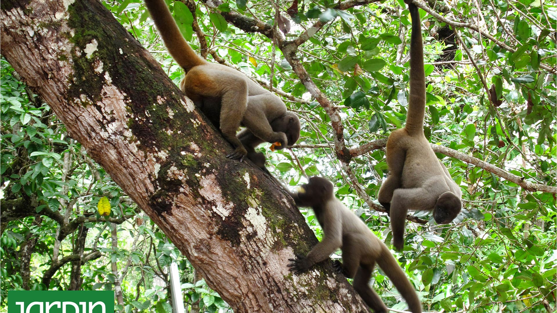 En el Amazonas: el árbol de más de 60 metros de altura que vive más de 60 años