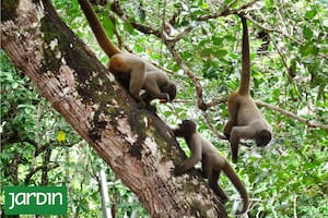 Dónde ver esta especie que mide más de 60 metros de altura y vive más de 60 años