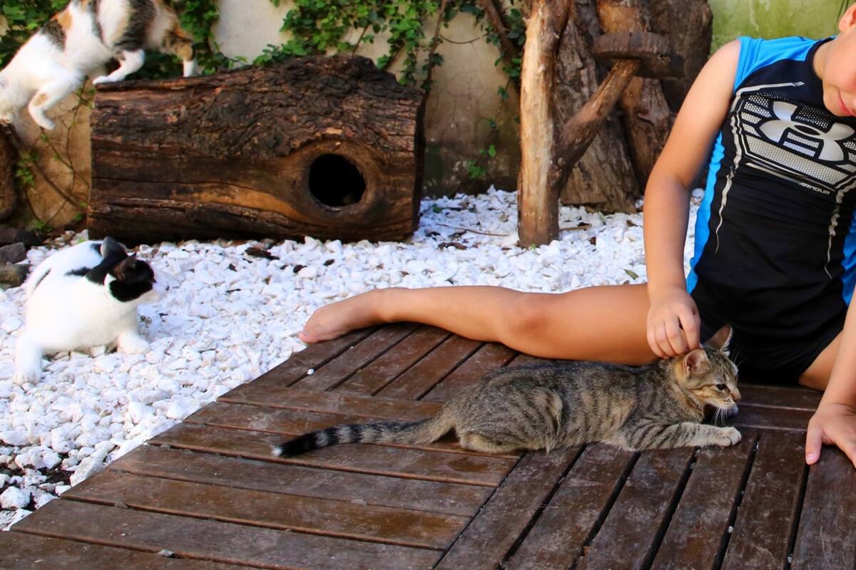 Tiene 10 años y es el anfitrión de un hotel boutique para gatos