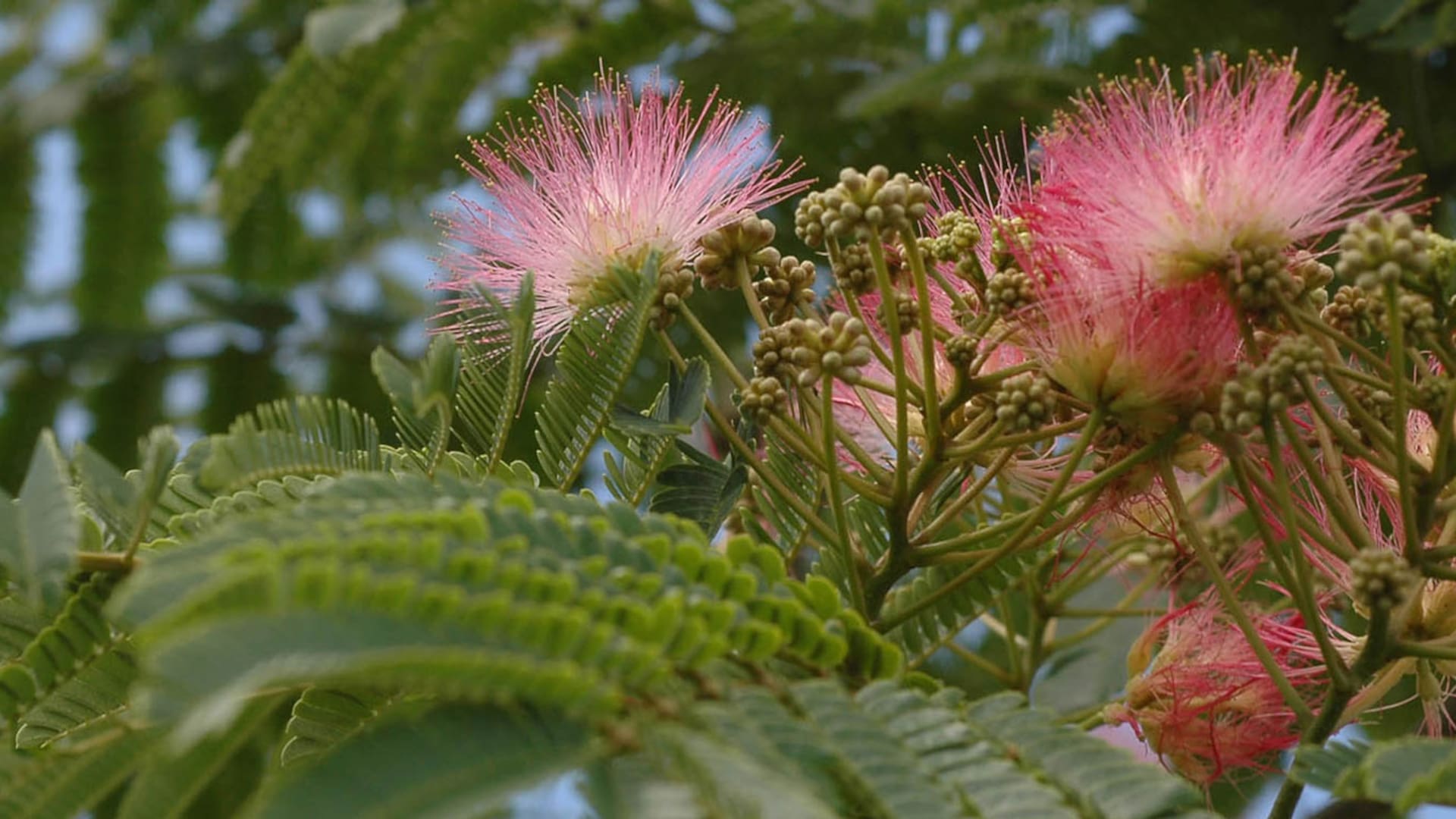 Qué árboles elegir para perfumar el aire con la fragancia de sus flores