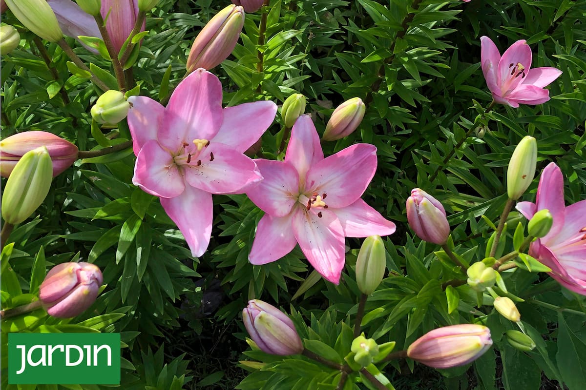 Son plantas que sorprenden y nos regalan su magia: animate a probarlas