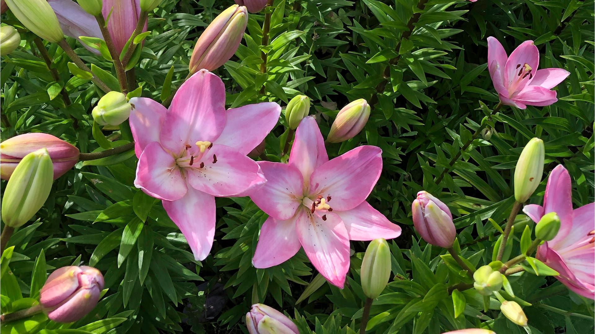 Son plantas que sorprenden y nos regalan su magia: animate a probarlas