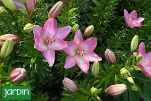 Una especie para renovar la estética de tu jardín