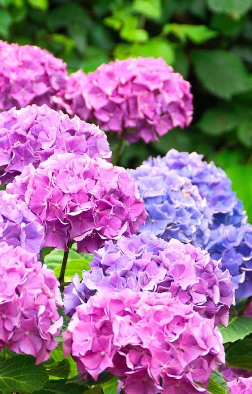 Las flores que vuelven a estar de moda y que siempre remiten al verano