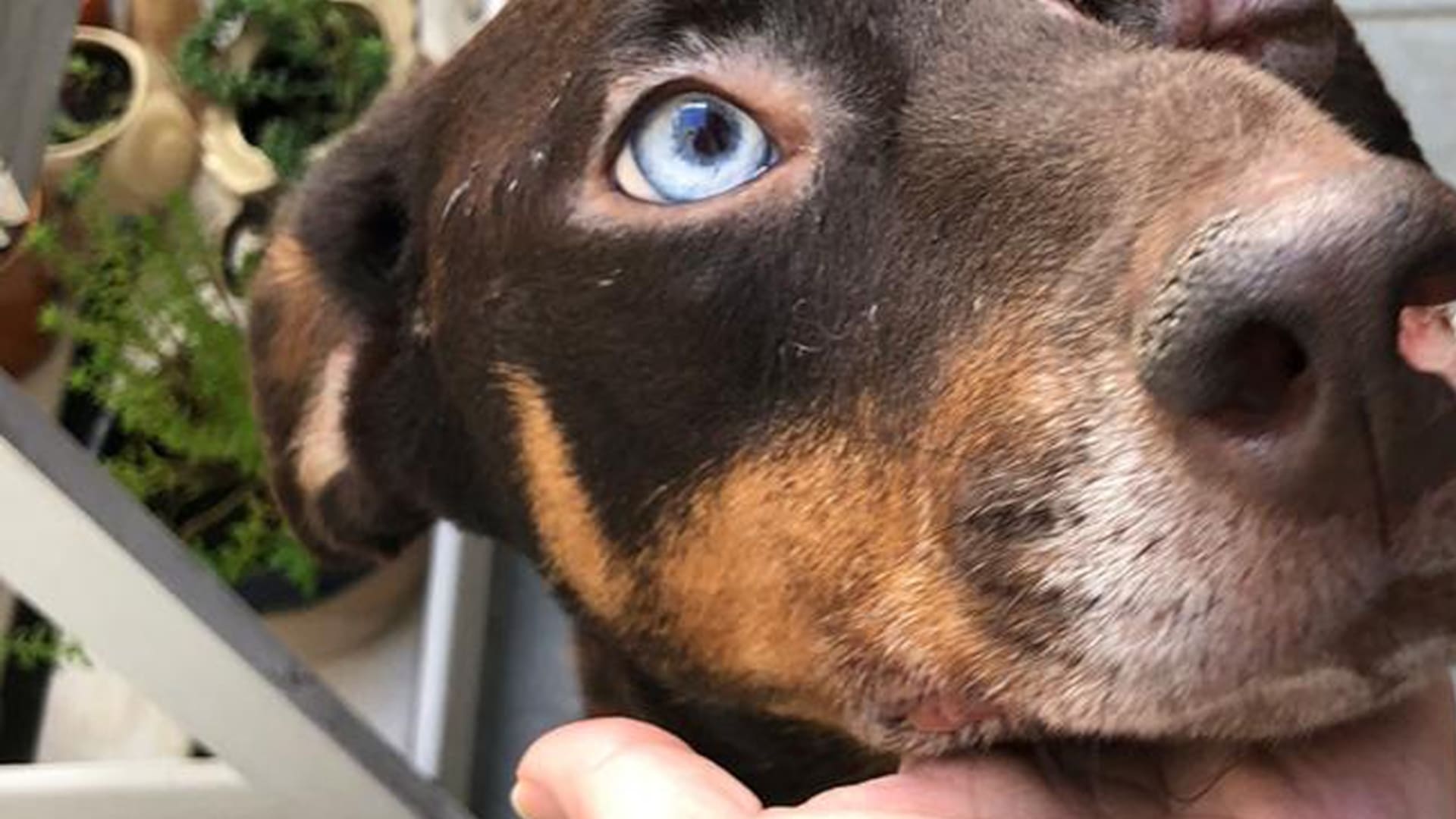 Dejarlo morir. Otro perro lo lastimó y una foto lo salvo de la triste decisión de sus dueños
