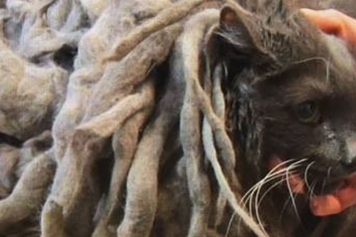 Sin poder moverse, este gato vivió bajo una maraña de 2 kg de pelo apelmazado durante meses