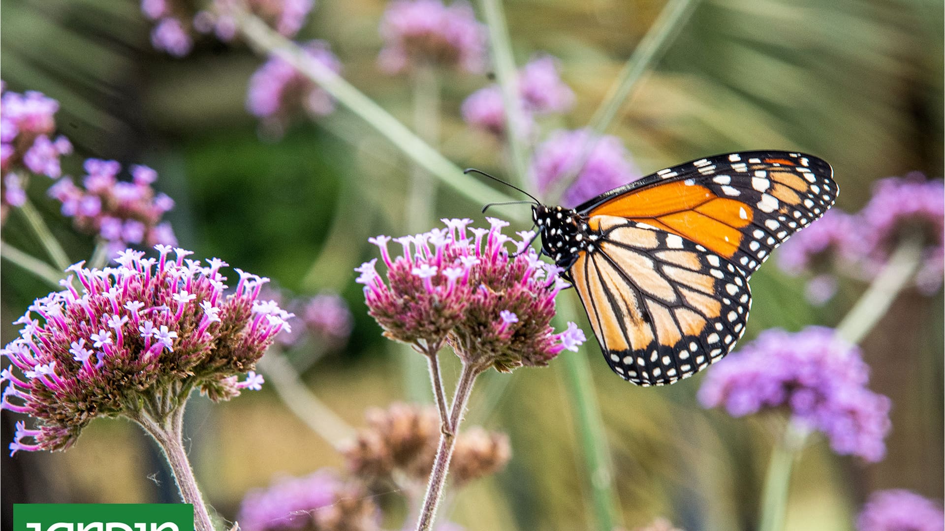 Las 10 plantas que llenarán de mariposas tu jardín