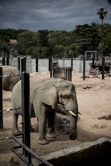 Así pide ayuda Susi, la elefanta que está muriendo de pena en un zoológico de Barcelona
